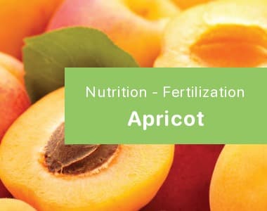 Apricot