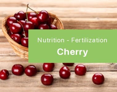 Cherry