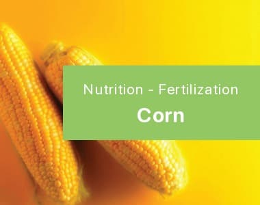 Corn