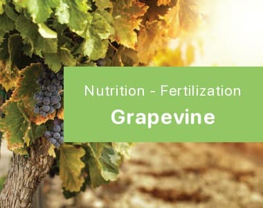 Grapevine