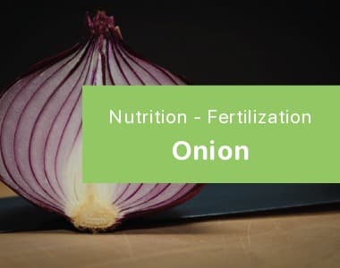 Onion